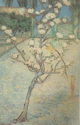 Vincent Van Gogh Blossoming Pear Tree (nn04)